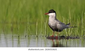 Attēlu rezultāti vaicājumam “Chlidonias hybrida”