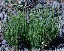 Attēlu rezultāti vaicājumam “Equisetum arvense”