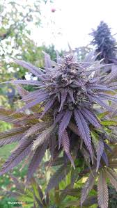 Attēlu rezultāti vaicājumam “Cannabis sativa fruit”