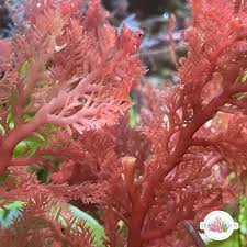 Attēlu rezultāti vaicājumam “Conardia compacta macro”