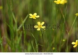 Attēlu rezultāti vaicājumam “Ranunculus flammula”