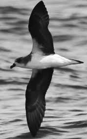 Image result for Pterodroma feae