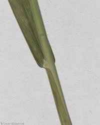 Attēlu rezultāti vaicājumam “Poa remota bud”