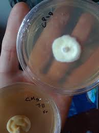 Attēlu rezultāti vaicājumam “Cordyceps polyarthra”