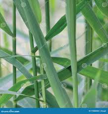 Attēlu rezultāti vaicājumam “Phragmites communis leaf”