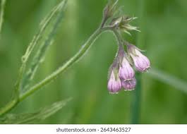 Attēlu rezultāti vaicājumam “Symphytum officinale bud”