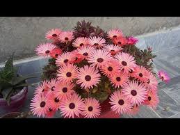Image result for Mesembryanthemum criniflorum