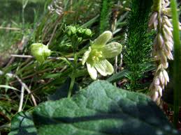 Attēlu rezultāti vaicājumam “Bryonia alba flower”