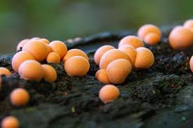 Attēlu rezultāti vaicājumam “Lycogala confusum spores”