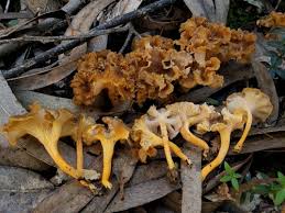 Attēlu rezultāti vaicājumam “Cantharellus lutescens”