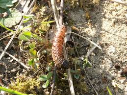 Attēlu rezultāti vaicājumam “Phymatopus hecta”