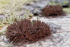 Attēlu rezultāti vaicājumam “Stemonitis lignicola”