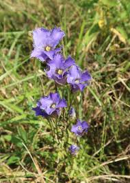 Attēlu rezultāti vaicājumam “Gentianaceae”