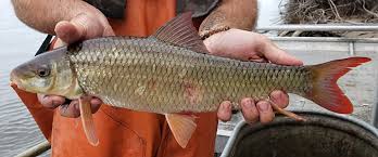 Image result for Moxostoma erythrurum