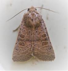 Attēlu rezultāti vaicājumam “Hoplodrina octogenaria”