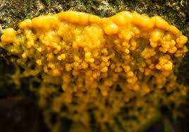 Attēlu rezultāti vaicājumam “Physarum obscurum plasmodium”