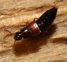 Attēlu rezultāti vaicājumam “Staphylinidae”