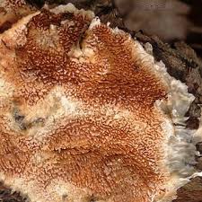 Attēlu rezultāti vaicājumam “Asterodon ferruginosus”