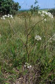 Attēlu rezultāti vaicājumam “Peucedanum oreoselinum”