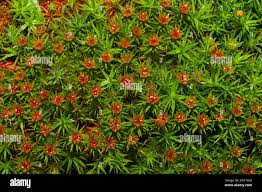 Attēlu rezultāti vaicājumam “Polytrichum juniperinum”