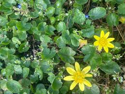 Attēlu rezultāti vaicājumam “Ficaria verna leaf”