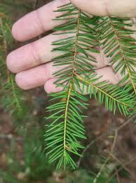 Attēlu rezultāti vaicājumam “Pseudotsuga menziesii”