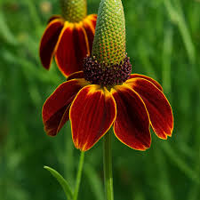 Image result for Ratibida columnifera