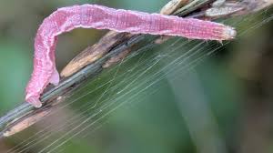 Attēlu rezultāti vaicājumam “Eupithecia satyrata”