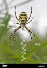 Attēlu rezultāti vaicājumam “Argiope bruennichi female”