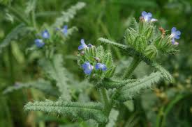 Attēlu rezultāti vaicājumam “Anchusa arvensis flower”