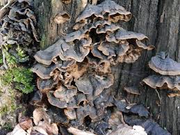 Attēlu rezultāti vaicājumam “Hymenochaete rubiginosa”