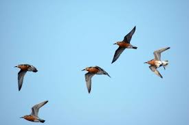 Attēlu rezultāti vaicājumam “Calidris canutus”