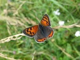 Attēlu rezultāti vaicājumam “Lycaena phlaeas”