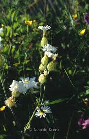 Attēlu rezultāti vaicājumam “Silene latifolia subsp. alba flower”