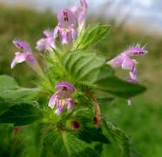 Attēlu rezultāti vaicājumam “Galeopsis bifida flower”