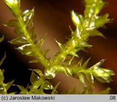 Attēlu rezultāti vaicājumam “Eurhynchium hians”