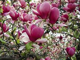 Attēlu rezultāti vaicājumam “Magnolia kobus fruit”