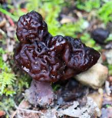 Attēlu rezultāti vaicājumam “Gyromitra esculenta”