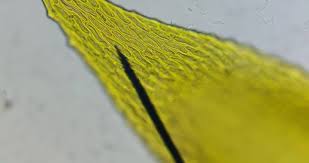 Attēlu rezultāti vaicājumam “Antitrichia curtipendula macro”