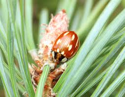 Attēlu rezultāti vaicājumam “Myzia oblongoguttata”