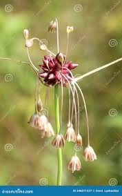 Attēlu rezultāti vaicājumam “Allium oleraceum”