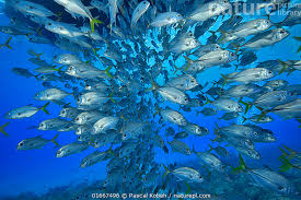 Image result for Caranx latus