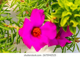 Attēlu rezultāti vaicājumam “Portulacaceae”