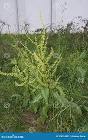 Attēlu rezultāti vaicājumam “Rumex obtusifolius fruit”
