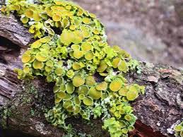 Attēlu rezultāti vaicājumam “Xanthoria polycarpa”
