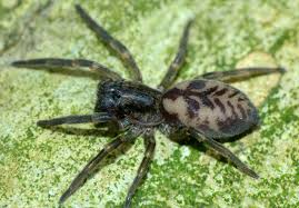 Attēlu rezultāti vaicājumam “Amaurochaete sp.”