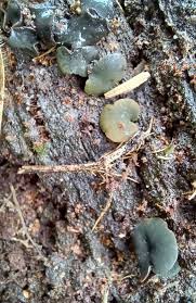 Attēlu rezultāti vaicājumam “Chlorencoelia versiformis”