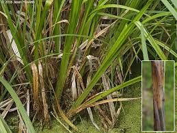 Attēlu rezultāti vaicājumam “Carex pseudocyperus female flower”