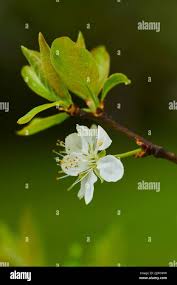 Attēlu rezultāti vaicājumam “Prunus domestica subsp. domestica leaf”