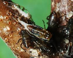 Attēlu rezultāti vaicājumam “Drepanosiphum platanoidis exuvia”